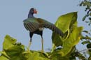 Taleve_violacee_Guyane_Fr_Riviere_de_Kaw_Octobre_Novembre2005_OC59644