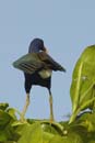 Taleve_violacee_Guyane_Fr_Riviere_de_Kaw_Octobre_Novembre2005_OC59646