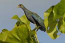 Taleve_violacee_Guyane_Fr_Riviere_de_Kaw_Octobre_Novembre2005_OC59648