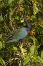 Taleve_violacee_Guyane_Fr_Riviere_de_Kaw_Octobre_Novembre2005_OC59658