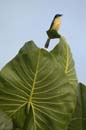 Troglodyte_a_miroir_Guyane_Fr_Riviere_de_Kaw_Octobre_Novembre2005_OC56458