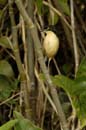 Troglodyte_a_miroir_Guyane_Fr_Riviere_de_Kaw_Octobre_Novembre2005_OC56478