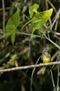 Passereau_spp8_Guyane_Fr_Riviere_de_Kaw_Octobre_Novembre2005_OC52028