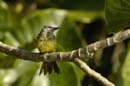 Passereau_spp9_Guyane_fr_Riviere_de_Kaw_Octobre_Novembre2005_OC52089