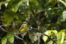 Passereau_spp6_Guyane_fr_Riviere_de_Kaw_Octobre_Novembre2005_MI53018