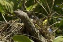 Passereau_spp6_Guyane_fr_Riviere_de_Kaw_Octobre_Novembre2005_OC51976