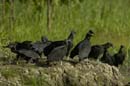 Urubu_noir_Guyane_Fr_Riviere_de_Kaw_Octobre_Novembre2005_OC52755
