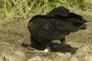 Urubu_noir_Guyane_Fr_Riviere_de_Kaw_Octobre_Novembre2005_OC52770