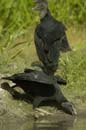 Urubu_noir_Guyane_Fr_Riviere_de_Kaw_Octobre_Novembre2005_OC52778