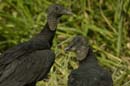 Urubu_noir_Guyane_Fr_Riviere_de_Kaw_Octobre_Novembre2005_OC52780