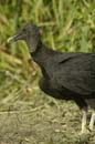 Urubu_noir_Guyane_Fr_Riviere_de_Kaw_Octobre_Novembre2005_OC52785