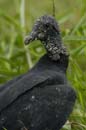Urubu_noir_Guyane_Fr_Riviere_de_Kaw_Octobre_Novembre2005_OC59949