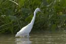 Aigrette_Neigeuse_Guyane_fr_Riviere_de_Kaw_Octobre_Novembre2005_OC50023