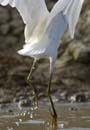 Aigrette_Neigeuse_Guyane_fr_Riviere_de_Kaw_Octobre_Novembre2005_OC50034