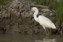 Aigrette_Neigeuse_Guyane_fr_Riviere_de_Kaw_Octobre_Novembre2005_OC50269