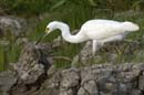 Aigrette_Neigeuse_Guyane_fr_Riviere_de_Kaw_Octobre_Novembre2005_OC50274