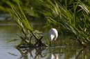 Aigrette_Neigeuse_Guyane_fr_Riviere_de_Kaw_Octobre_Novembre2005_OC52522