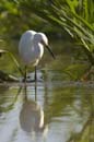 Aigrette_Neigeuse_Guyane_fr_Riviere_de_Kaw_Octobre_Novembre2005_OC52525