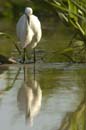 Aigrette_Neigeuse_Guyane_fr_Riviere_de_Kaw_Octobre_Novembre2005_OC52527