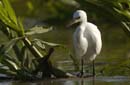 Aigrette_Neigeuse_Guyane_fr_Riviere_de_Kaw_Octobre_Novembre2005_OC52528