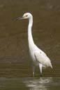 Aigrette_Neigeuse_Guyane_fr_Riviere_de_Kaw_Octobre_Novembre2005_OC52599