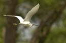 Aigrette_Neigeuse_Guyane_fr_Riviere_de_Kaw_Octobre_Novembre2005_OC56537