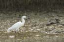 Aigrette_Neigeuse_Guyane_fr_Riviere_de_Kaw_Octobre_Novembre2005_OC56609