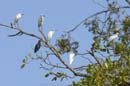 Aigrette_Neigeuse_Guyane_fr_Riviere_de_Kaw_Octobre_Novembre2005_OC57983