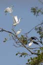 Aigrette_Neigeuse_Guyane_fr_Riviere_de_Kaw_Octobre_Novembre2005_OC57984