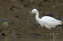 Aigrette_Neigeuse_Guyane_fr_Riviere_de_Kaw_Octobre_Novembre2005_OC59238