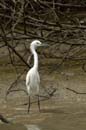 Aigrette_Neigeuse_Guyane_fr_Riviere_de_Kaw_Octobre_Novembre2005_OC59305