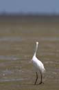 Aigrette_Neigeuse_Guyane_fr_Riviere_de_Kaw_Octobre_Novembre2005_OC59522