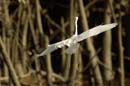 Aigrette_Neigeuse_Guyane_fr_Riviere_de_Kaw_Octobre_Novembre2005_OC59743