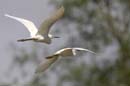 Aigrette_Neigeuse_Guyane_fr_Riviere_de_Kaw_Octobre_Novembre2005_OC59760