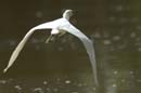 Aigrette_Neigeuse_Guyane_fr_Riviere_de_Kaw_Octobre_Novembre2005_OC59779