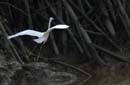 Aigrette_Neigeuse_Guyane_fr_Riviere_de_Kaw_Octobre_Novembre2005_OC59811