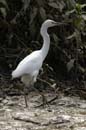 Aigrette_Neigeuse_Guyane_fr_Riviere_de_Kaw_Octobre_Novembre2005_OC59818