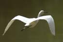 Aigrette_Neigeuse_Guyane_fr_Riviere_de_Kaw_Octobre_Novembre2005_OC59825