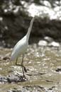 Aigrette_Neigeuse_Guyane_fr_Riviere_de_Kaw_Octobre_Novembre2005_OC59835