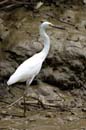 Aigrette_Neigeuse_Guyane_fr_Riviere_de_Kaw_Octobre_Novembre2005_OC59836