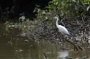 Aigrette_Neigeuse_Guyane_fr_Riviere_de_Kaw_Octobre_Novembre2005_OC59839