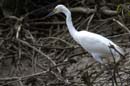 Aigrette_Neigeuse_Guyane_fr_Riviere_de_Kaw_Octobre_Novembre2005_OC59844
