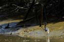 Aigrette_Tricolore_Guyane_fr_Estuaire_Riviere_de_Kaw_Octobre_Novembre2005_OC52567