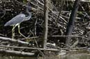 Aigrette_Tricolore_Guyane_fr_Estuaire_Riviere_de_Kaw_Octobre_Novembre2005_OC52572