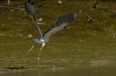 Aigrette_Tricolore_Guyane_fr_Estuaire_Riviere_de_Kaw_Octobre_Novembre2005_OC52576