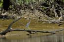 Aigrette_Tricolore_Guyane_fr_Estuaire_Riviere_de_Kaw_Octobre_Novembre2005_OC52582