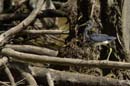 Aigrette_Tricolore_Guyane_fr_Estuaire_Riviere_de_Kaw_Octobre_Novembre2005_OC52589