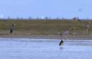 Aigrette_Tricolore_Guyane_fr_Estuaire_Riviere_de_Kaw_Octobre_Novembre2005_OC58047