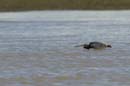 Aigrette_Tricolore_Guyane_fr_Estuaire_Riviere_de_Kaw_Octobre_Novembre2005_OC58136