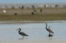 Aigrette_Tricolore_Guyane_fr_Estuaire_Riviere_de_Kaw_Octobre_Novembre2005_OC58219